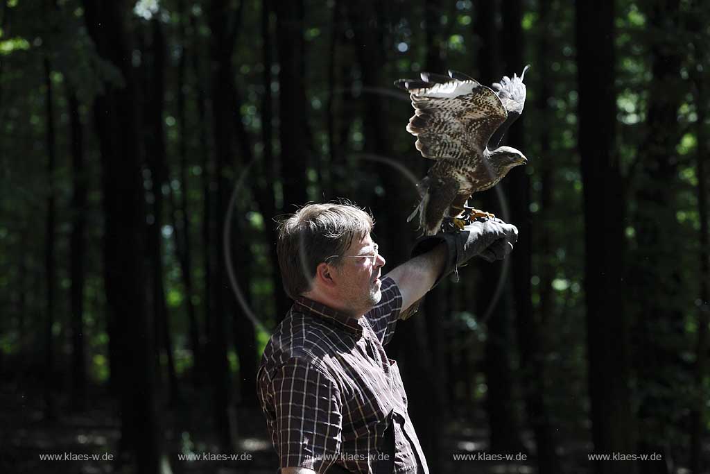  Remscheid Gruene, Falknerei Bergsich Land, Flugvorfuehrung mit einem maeusebussard; falconry, air display with a common buzzard