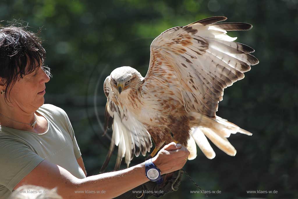  Remscheid Gruene, Falknerei Bergsich Land, Flugvorfuehrung mit einem Aderbussard; falconry, air display with an eagle buzzard, Buteo rufinusl