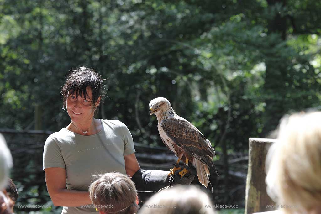 Remscheid Gruene, Falknerei Bergsich Land, Flugvorfuehrung mit einem Aderbussard; falconry, air display with an eagle buzzard, Buteo rufinusl