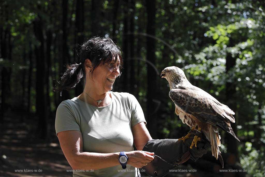 Remscheid Gruene, Falknerei Bergsich Land, Flugvorfuehrung mit einem Aderbussard; falconry, air display with an eagle buzzard, Buteo rufinusl