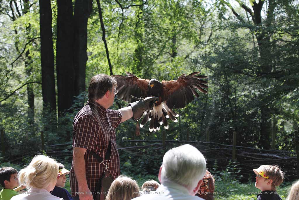  Remscheid Gruene, Falknerei Bergsich Land, Flugvorfuehrung mit einem Wuestenbussard; falconry, air display with a buzzard of desert, Harris Hawk, Parabuteo unicinctus