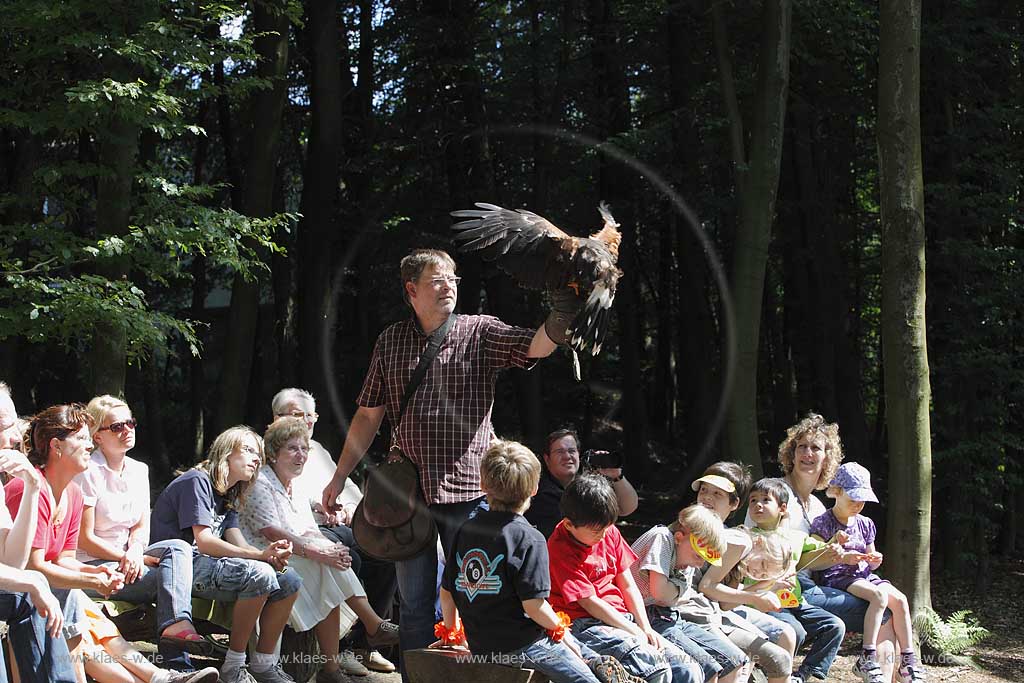  Remscheid Gruene, Falknerei Bergsich Land, Flugvorfuehrung mit einem Wuestenbussard; falconry, air display with a buzzard of desert, Harris Hawk, Parabuteo unicinctus