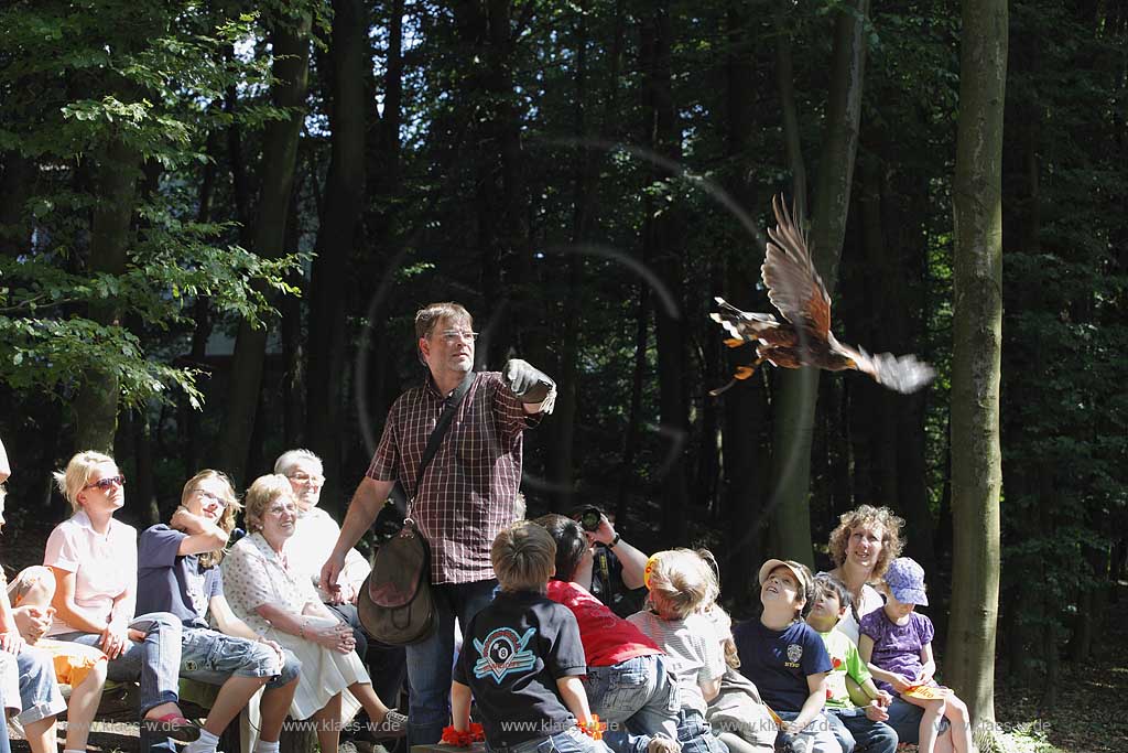  Remscheid Gruene, Falknerei Bergsich Land, Flugvorfuehrung mit einem Wuestenbussard; falconry, air display with a buzzard of desert, Harris Hawk, Parabuteo unicinctus