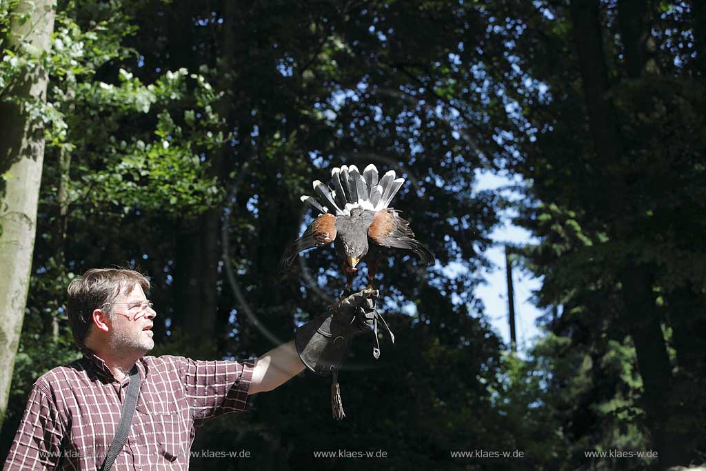  Remscheid Gruene, Falknerei Bergsich Land, Flugvorfuehrung mit einem Wuestenbussard; falconry, air display with a buzzard of desert, Harris Hawk, Parabuteo unicinctus