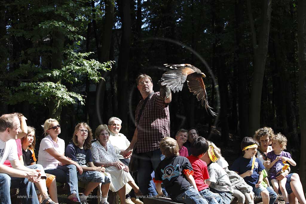  Remscheid Gruene, Falknerei Bergsich Land, Flugvorfuehrung mit einem Wuestenbussard; falconry, air display with a buzzard of desert, Harris Hawk, Parabuteo unicinctus