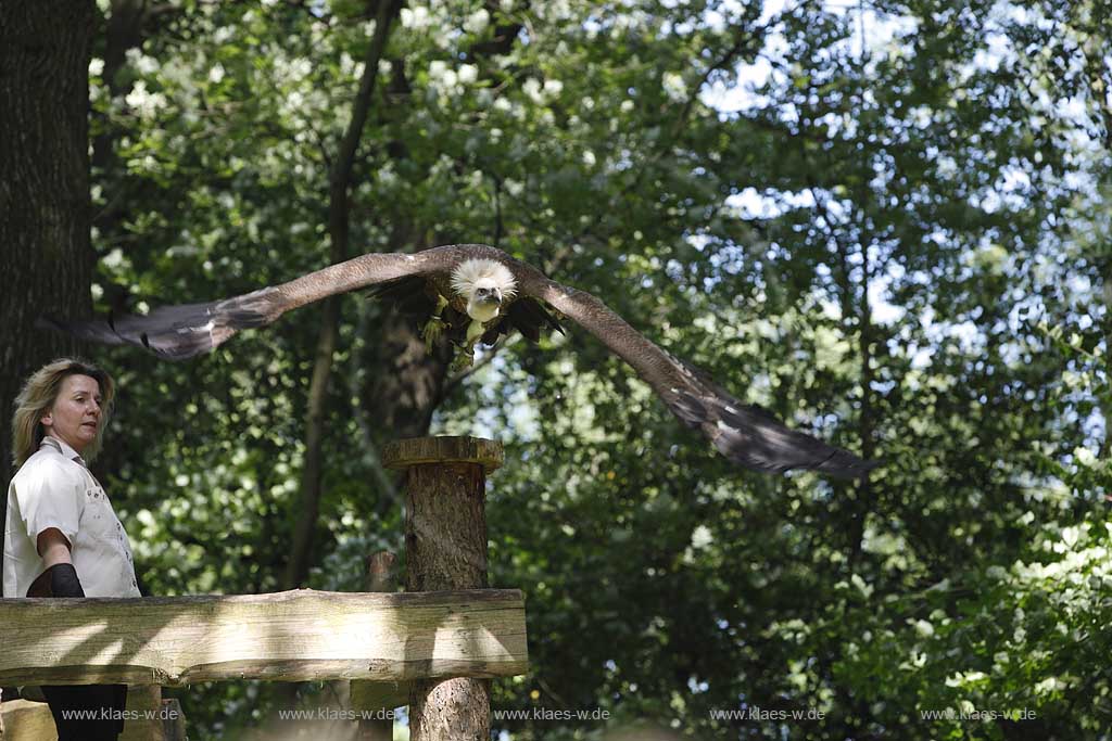  Remscheid Gruene, Falknerei Bergsich Land, Flugvorfuehrung mit einem Gaensegeier; falconry, air display with a Eurasian griffon or griffon vulture