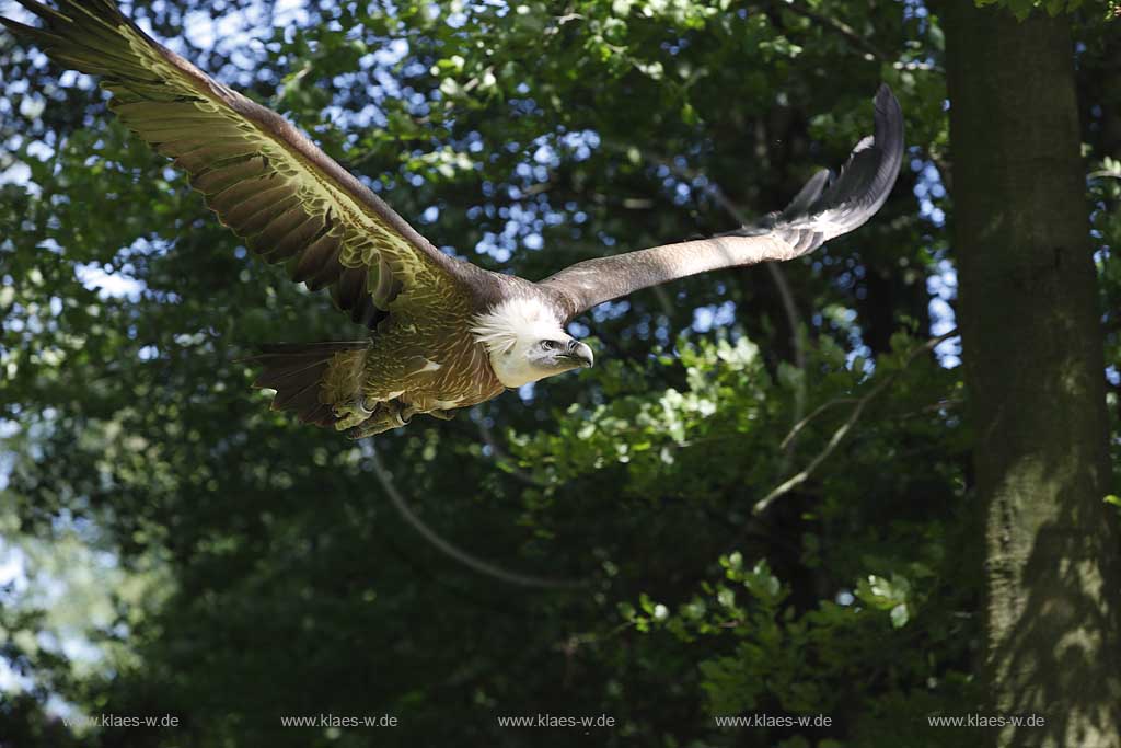  Remscheid Gruene, Falknerei Bergsich Land, Flugvorfuehrung mit einem Gaensegeier; falconry, air display with a Eurasian griffon or griffon vulture