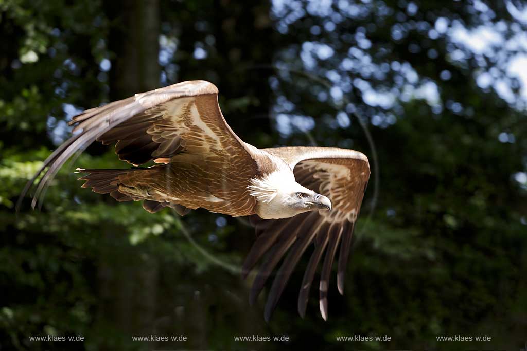  Remscheid Gruene, Falknerei Bergsich Land, Flugvorfuehrung mit einem Gaensegeier; falconry, air display with a Eurasian griffon or griffon vulture