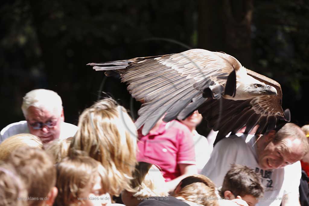  Remscheid Gruene, Falknerei Bergsich Land, Flugvorfuehrung mit einem Gaensegeier; falconry, air display with a Eurasian griffon or griffon vulture