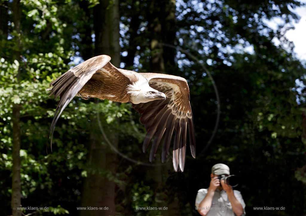  Remscheid Gruene, Falknerei Bergsich Land, Flugvorfuehrung mit einem Gaensegeier; falconry, air display with a Eurasian griffon or griffon vulture