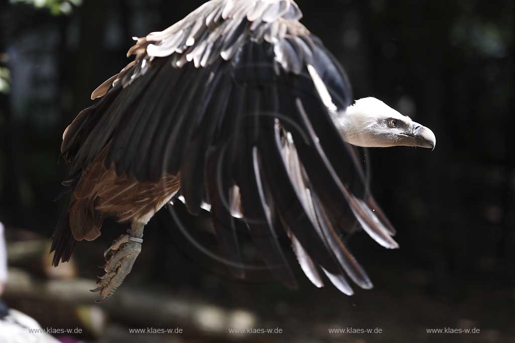  Remscheid Gruene, Falknerei Bergsich Land, Flugvorfuehrung mit einem Gaensegeier; falconry, air display with a Eurasian griffon or griffon vulture