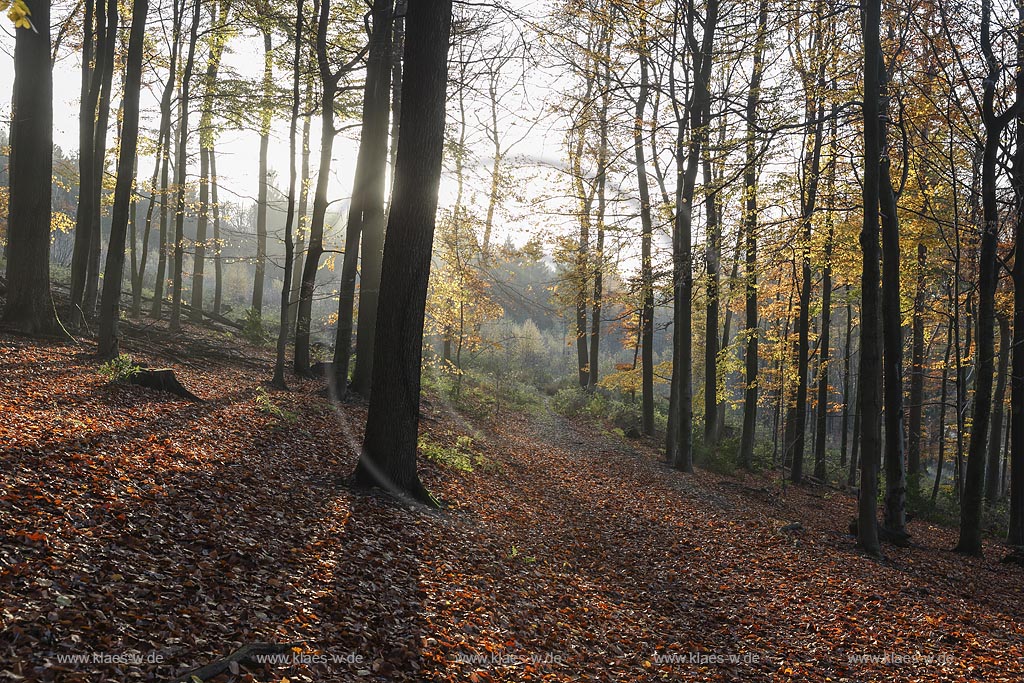 Remscheid Lennep, Diepmannsbachtal in Herbststimmung; Remscheid Lennep, dale Diepmannsbachtal in autumnal mood.