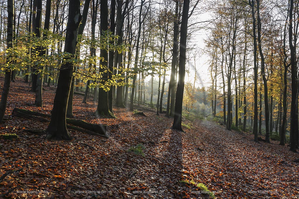 Remscheid Lennep, Diepmannsbachtal in Herbststimmung; Remscheid Lennep, dale Diepmannsbachtal in autumnal mood.