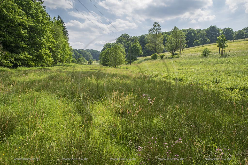 Remscheid-Lennep, Feldbachtal, Feuchtwiese bei Oberfeldbach; Remscheid-Lennep, marsh-area near "Oberfeldbach".