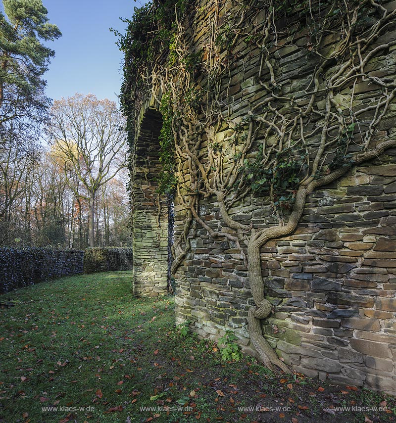 Remscheid-Reinshagen, Ehrenhain, ein  von armdicken Efeutrieben umrankter, ueberwucherter Ringwall, Gedenkstaette fuer die Opfer der beiden Weltkriege; Remscheid-Reinshagen, from a  circular earthwork surrounded honorable hain.