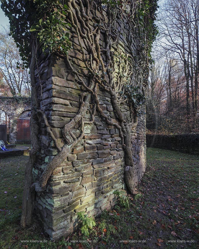 Remscheid-Reinshagen, Ehrenhain, ein  von armdicken Efeutrieben umrankter, ueberwucherter Ringwall, Gedenkstaette fuer die Opfer der beiden Weltkriege; Remscheid-Reinshagen, from a  circular earthwork surrounded honorable hain.
