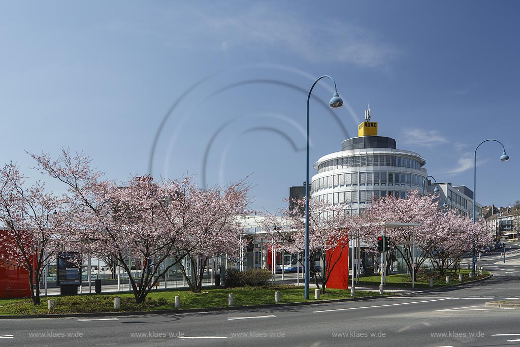 Remscheid, "Willy-Brandt-Platz" mit ADAC-Haus, Fruehe Zier-Kirsche  Rosaceae, Prunus Accolade; Remscheid, square Willy-Brandt-Platz with house ADAC-house.