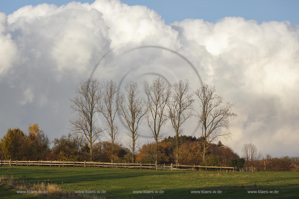 Solingen-Hoehrath, Blick auf Herbstlandschaft mit Schwarzpappeln; Solingen-Hoehrath, view to autumnal landscape with black poplar.