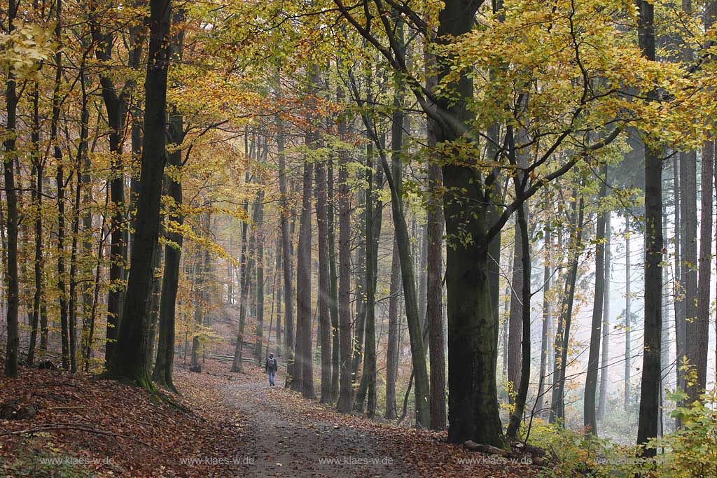 Solingen, Herbstimpression an der Sengbachtalsperre mit Rundwanderweg, herbstlich verfaerbter Laubwald; Solingen atmospheric landscape with hiking path, autum coloured trees