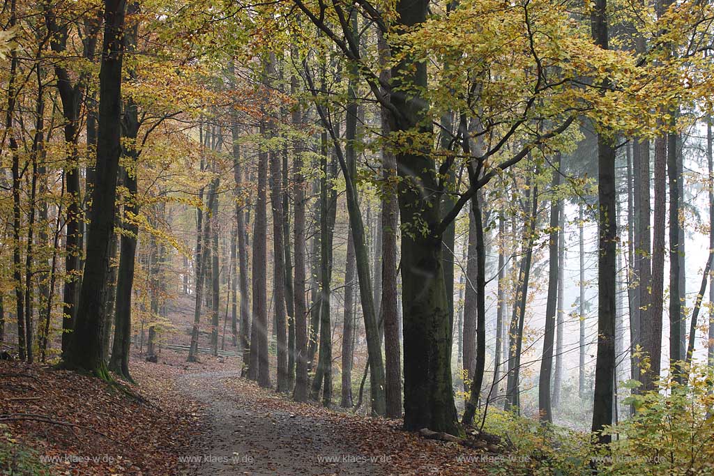 Solingen, Herbstimpression an der Sengbachtalsperre mit Rundwanderweg, herbstlich verfaerbter Laubwald; Solingen atmospheric landscape with hiking path, autum coloured trees