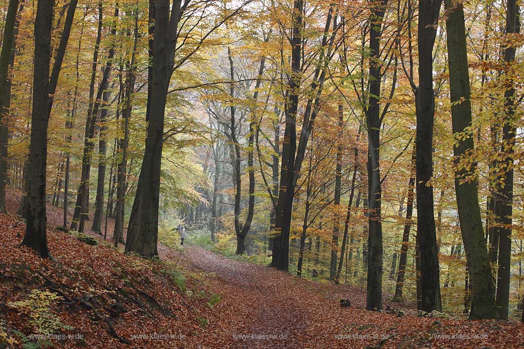 Solingen, Herbstimpression an der Sengbachtalsperre mit Rundwanderweg, herbstlich verfaerbter Laubwald; Solingen atmospheric landscape with hiking path, autum coloured trees