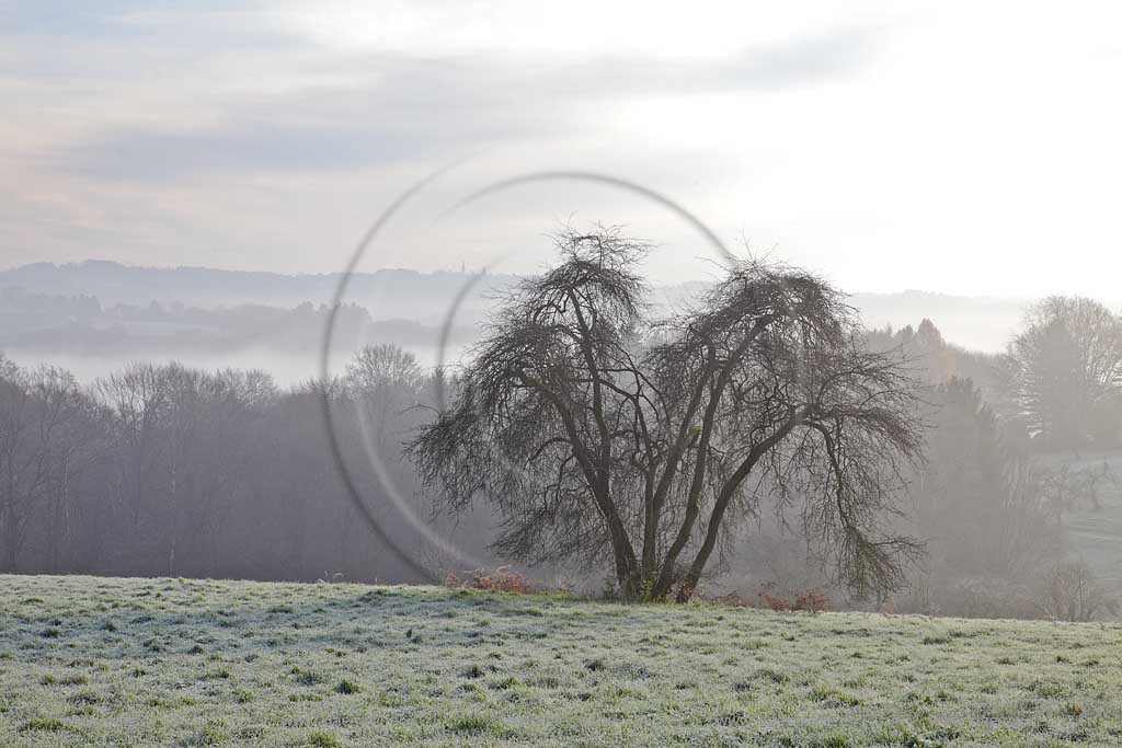 Solingen Jagenberg, Novembermorgen, Blick von Burger Landstrasse ueber Landschaft Richtung Solingen-Burg im Spaetherbst mit Raureif, Baum auf Wiese, Herbstnebel; Solingen Jagenberg November morning autumn landscape with a tree on gassland and mist 