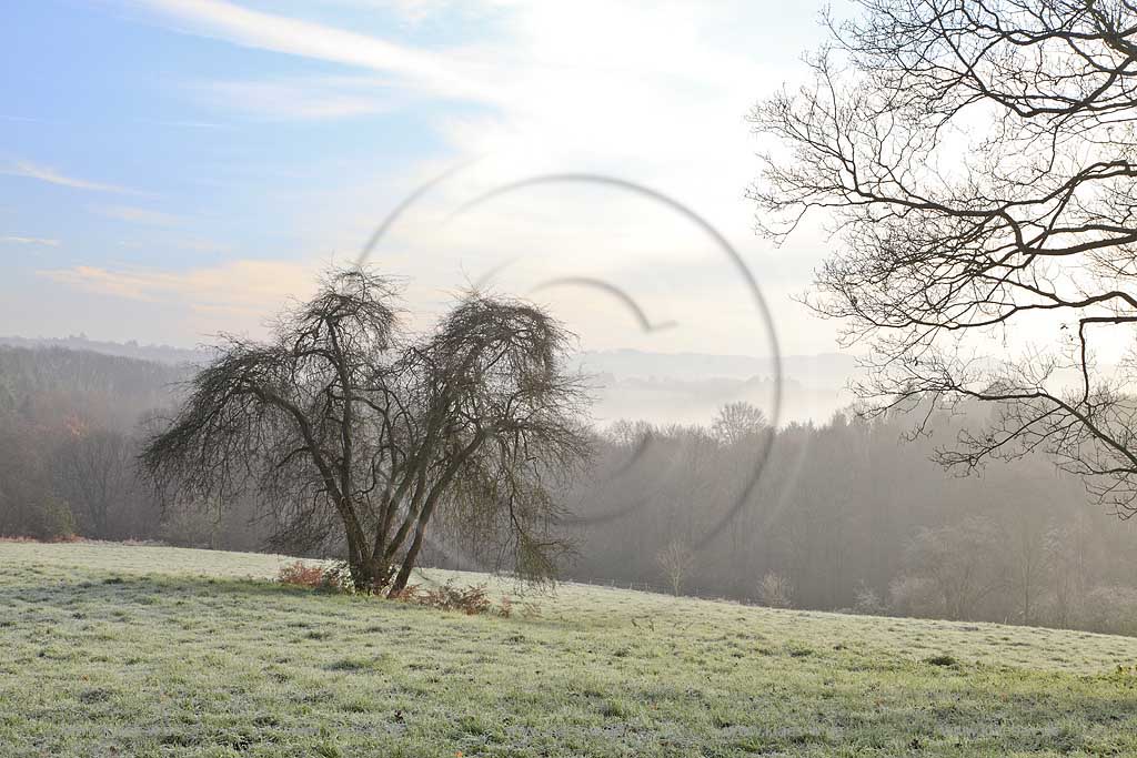 Solingen Jagenberg, Novembermorgen, Blick von Burger Landstrasse ueber Landschaft Richtung Solingen-Burg im Spaetherbst mit Raureif, Baum auf Wiese, Herbstnebel; Solingen Jagenberg November morning autumn landscape with a tree on gassland and mist 