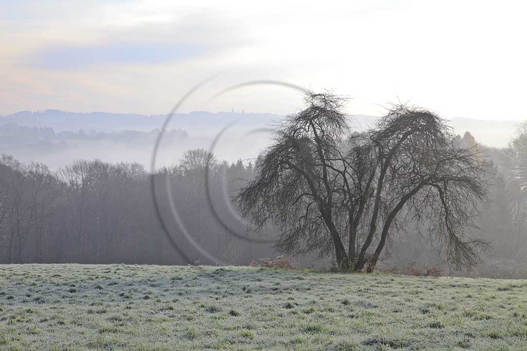 Solingen Jagenberg, Novembermorgen, Blick von Burger Landstrasse ueber Landschaft Richtung Solingen-Burg im Spaetherbst mit Raureif, Baum auf Wiese, Herbstnebel; Solingen Jagenberg November morning autumn landscape with a tree on gassland and mist 