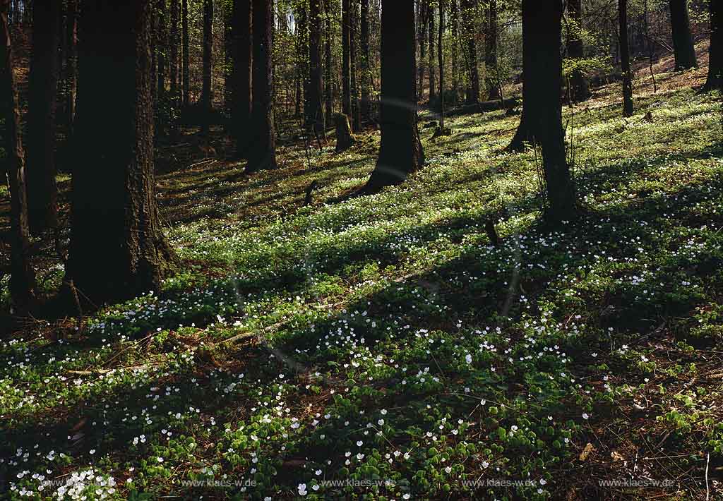 Mngsten, Muengsten, Solingen, Regierungsbezirk Dsseldorf, Blick in Wald im Frhling, Fruehling