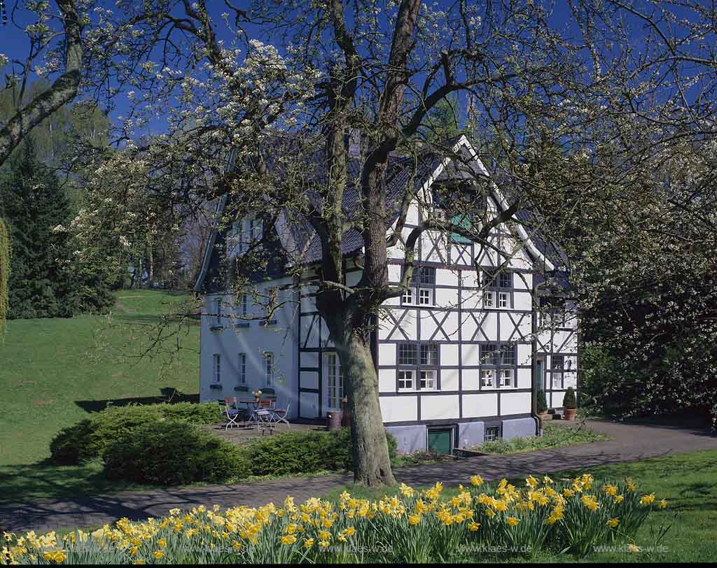 Ohligs, Solingen, Regierungsbezirk Dsseldorf, Blick auf Fachwerkhaus im Frhling, Fruehling mit Obstbluethe, Obstblthe und Blumen