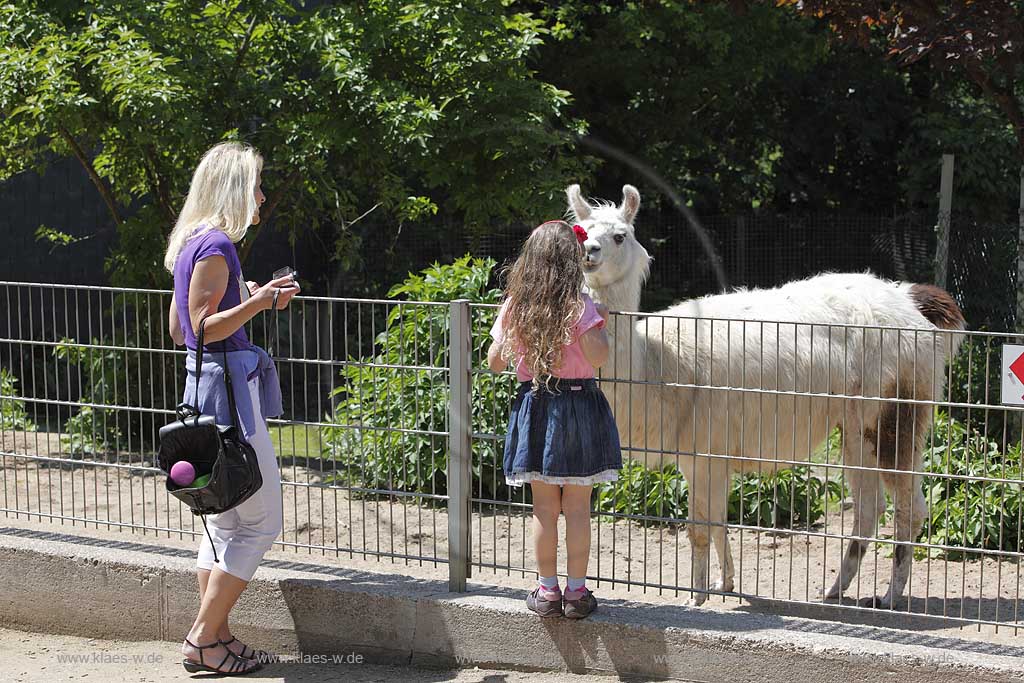 Solingen Graefrath, Tierpark Fauna, Lama guckt ber Kfigzaun hinaus, little zoo Fauna, a llama is watching out of its traction engine