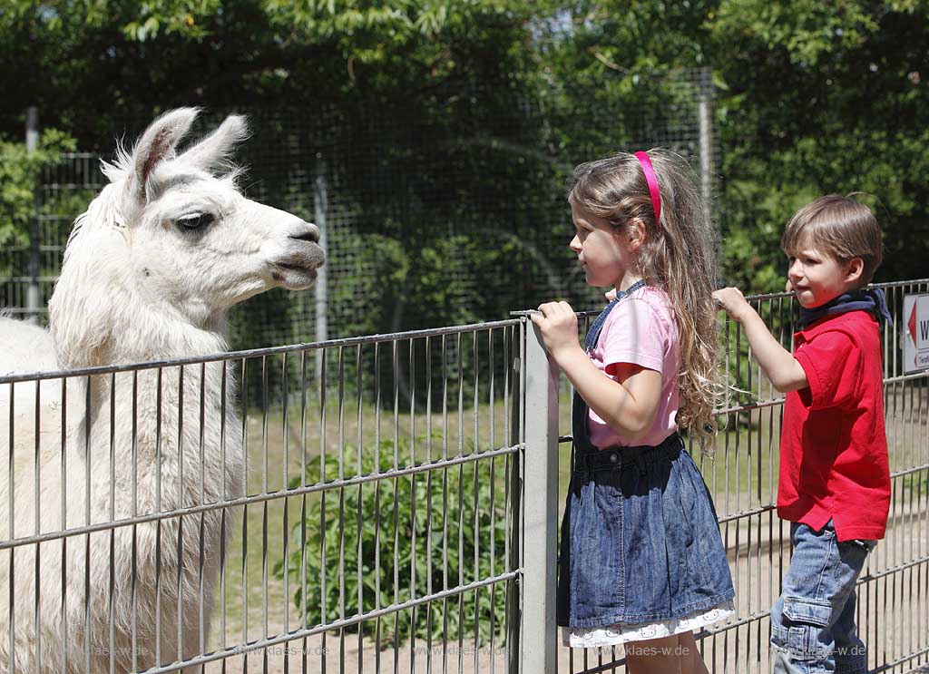 Solingen Graefrath, Tierpark Fauna, Lama guckt ber Kfigzaun hinaus, little zoo Fauna, a llama is watching out of its traction engine