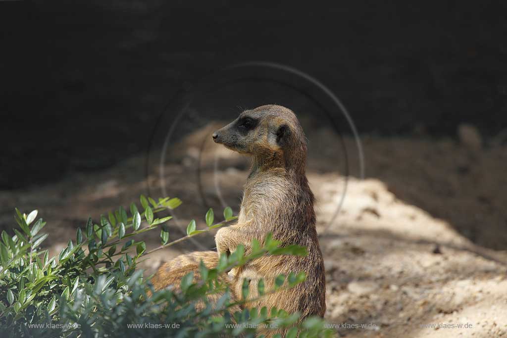 Solingen Graefrath, Tierpark Fauna ein Erdmaennchen schiebt Wache;  meerkat or suricate keep watch