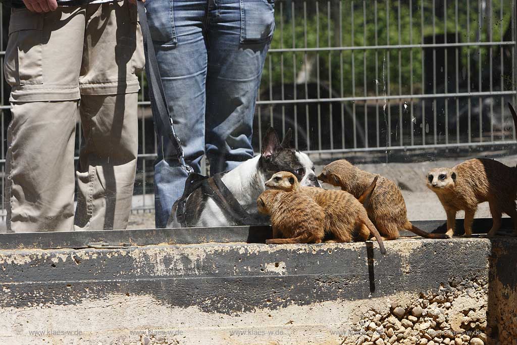 Solingen Graefrath, Tierpark Fauna eine Gruppe von Erdmaennchen beschnuppert durch die Glasscheibe einen Mops, a group of  meerkats or suricates are smelling a pug