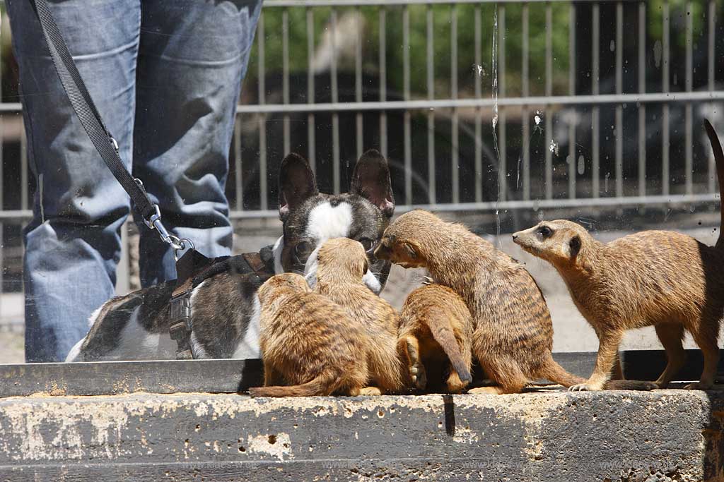 Solingen Graefrath, Tierpark Fauna eine Gruppe von Erdmaennchen beschnuppert durch die Glasscheibe einen Mops, a group of  meerkats or suricates are smelling a pug