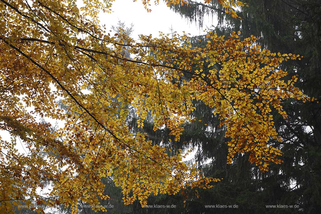 lingen, Herbstimpression an der Sengbachtalsperre, Mischwald Buchenast mit verfaerbtem Laub vor Fichten; Solingen autum coloures beech branch