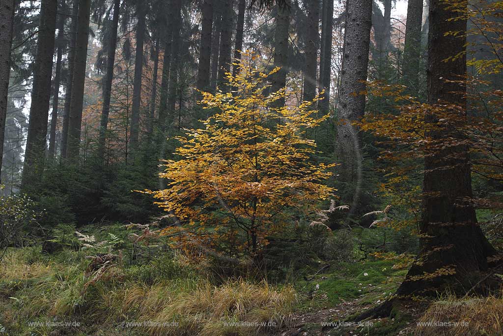 lingen, Herbstimpression an der Sengbachtalsperre, Mischwald Buchenast mit verfaerbtem Laub vor Fichten; Solingen autum coloures beech branch