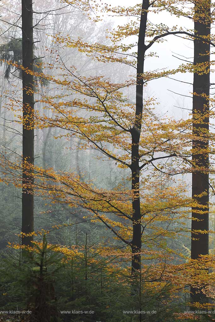 Solingen, Herbstimpression an der Sengbachtalsperre, Herbststimmung mit verfaerbten Buchen sowie Fichten ; Solingen atmospheric landscape with autum coloured beech trees and spuce