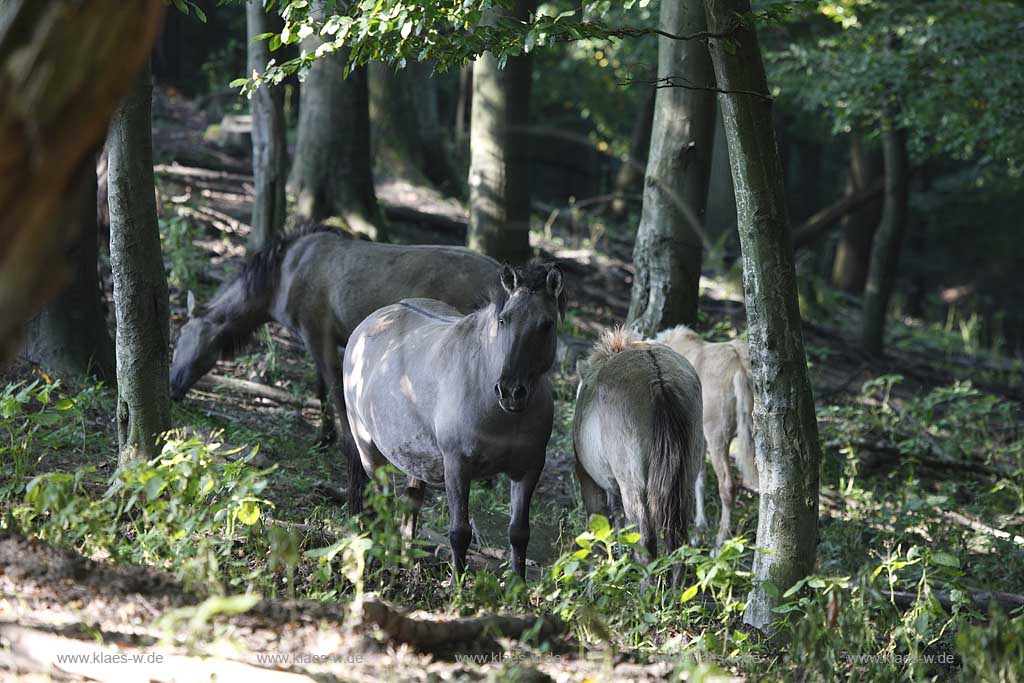 Eurasisches Wildpferd Tarpan im Wildgehege Neandertal bei Mettmann