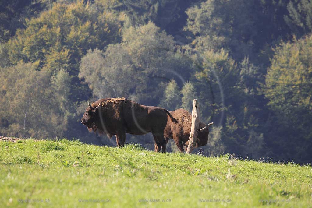 Wisent im Wildgehege Neandertal bei Mettmann