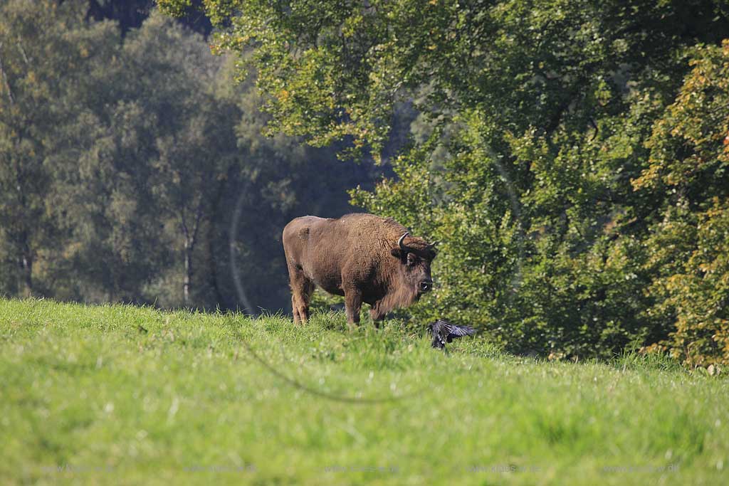 Wisent im Wildgehege Neandertal bei Mettmann