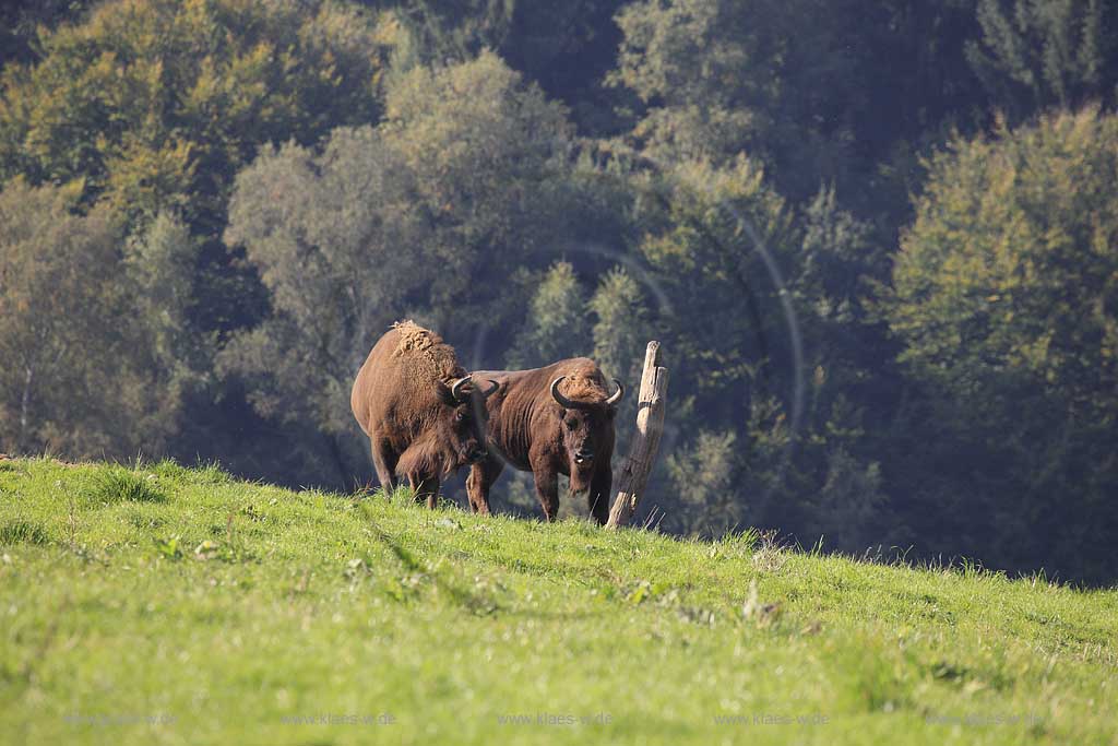 Wisent im Wildgehege Neandertal bei Mettmann