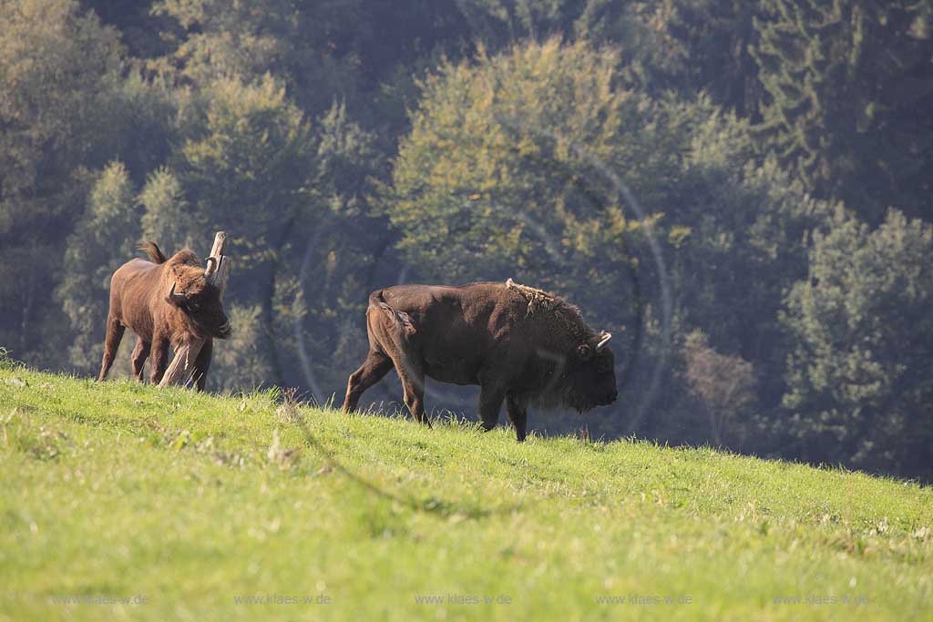 Wisent im Wildgehege Neandertal bei Mettmann