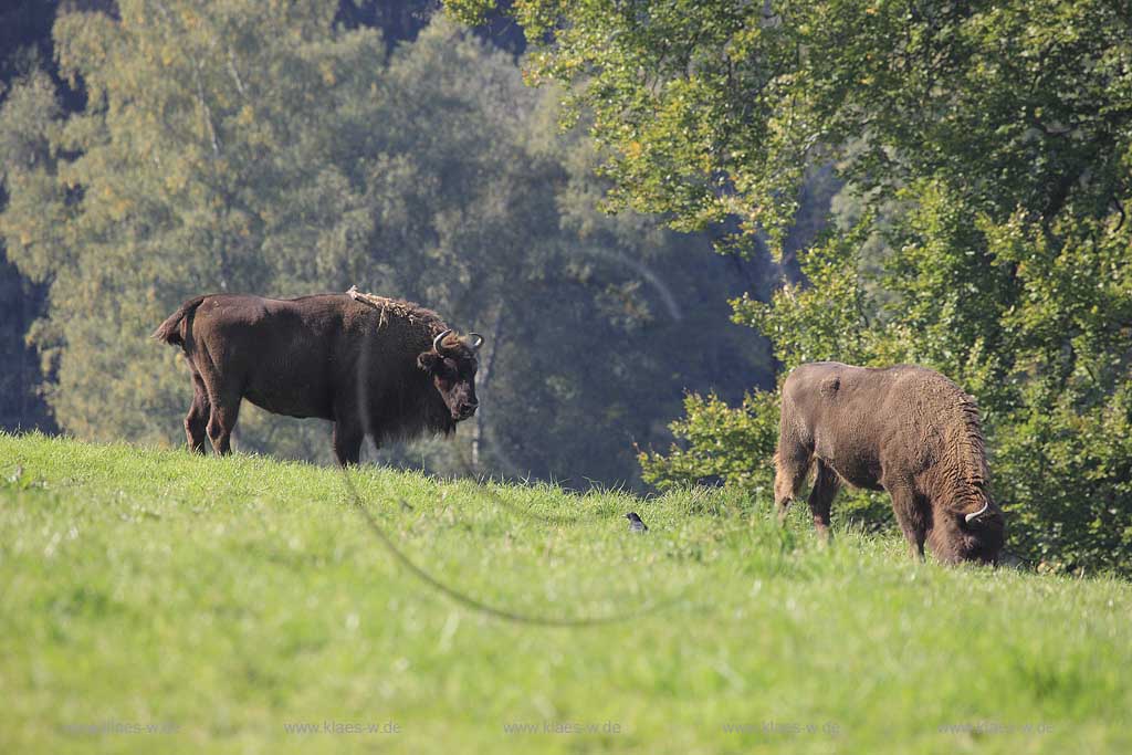 Wisent im Wildgehege Neandertal bei Mettmann