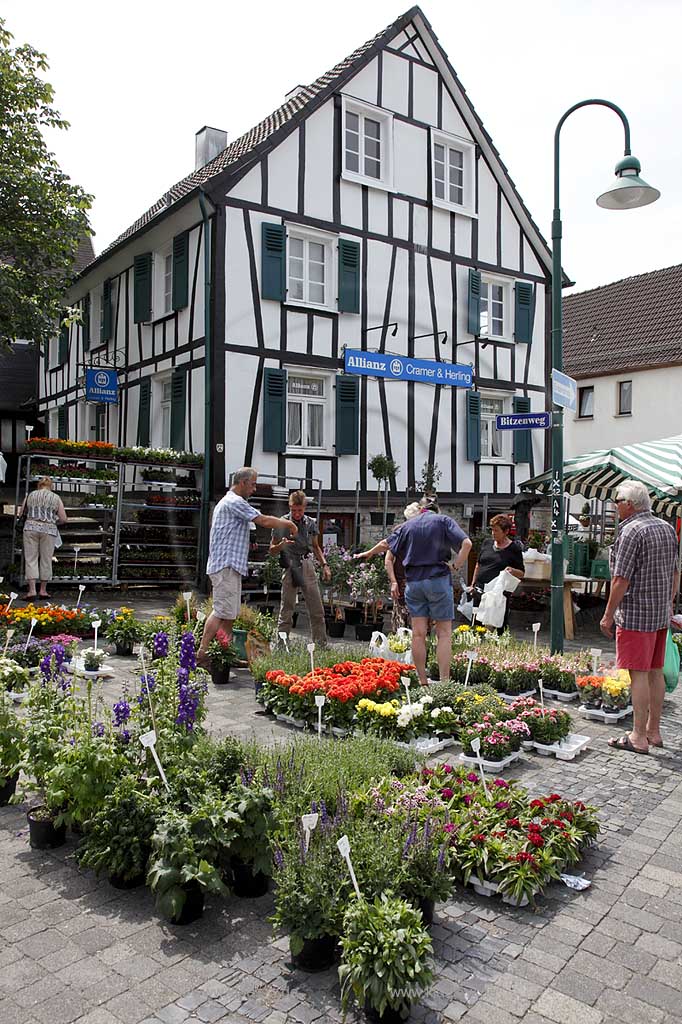 Waldbroel, Groesster, traditioneller Vieh und Krammmarkt Westdeutschlands, bestehend seid 1851, Blumenstand vor einem Fachwerkhaus; biggest traditonally cattle market of west germany since 1851, market stall of flowers in front of a frame house
