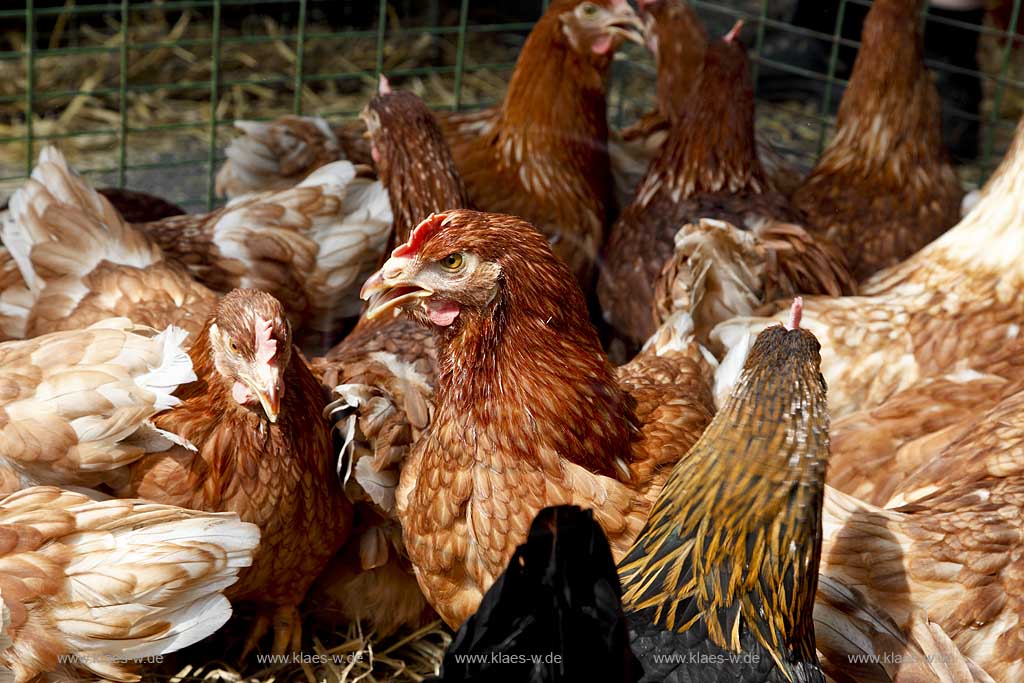 Waldbroel, Groesster, traditioneller Vieh und Krammmarkt Westdeutschlands, bestehend seid 1851, Drahtbox mit Huehnern; biggest traditonally cattle market of west germany since 1851, boxes of conductor with chickens
