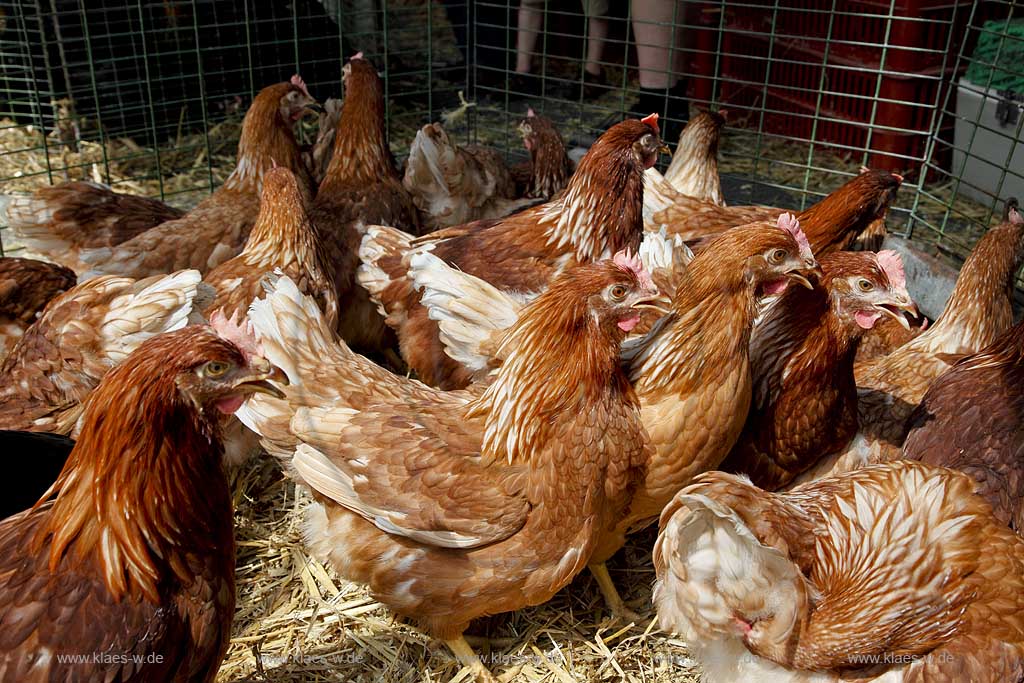 Waldbroel, Groesster, traditioneller Vieh und Krammmarkt Westdeutschlands, bestehend seid 1851, Drahtbox mit Huehnern; biggest traditonally cattle market of west germany since 1851, boxes of conductor with chickens