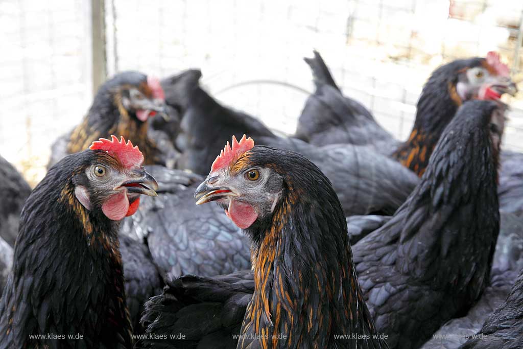 Waldbroel, Groesster, traditioneller Vieh und Krammmarkt Westdeutschlands, bestehend seid 1851, Drahtbox mit Huehnern; biggest traditonally cattle market of west germany since 1851, boxes of conductor with chickens