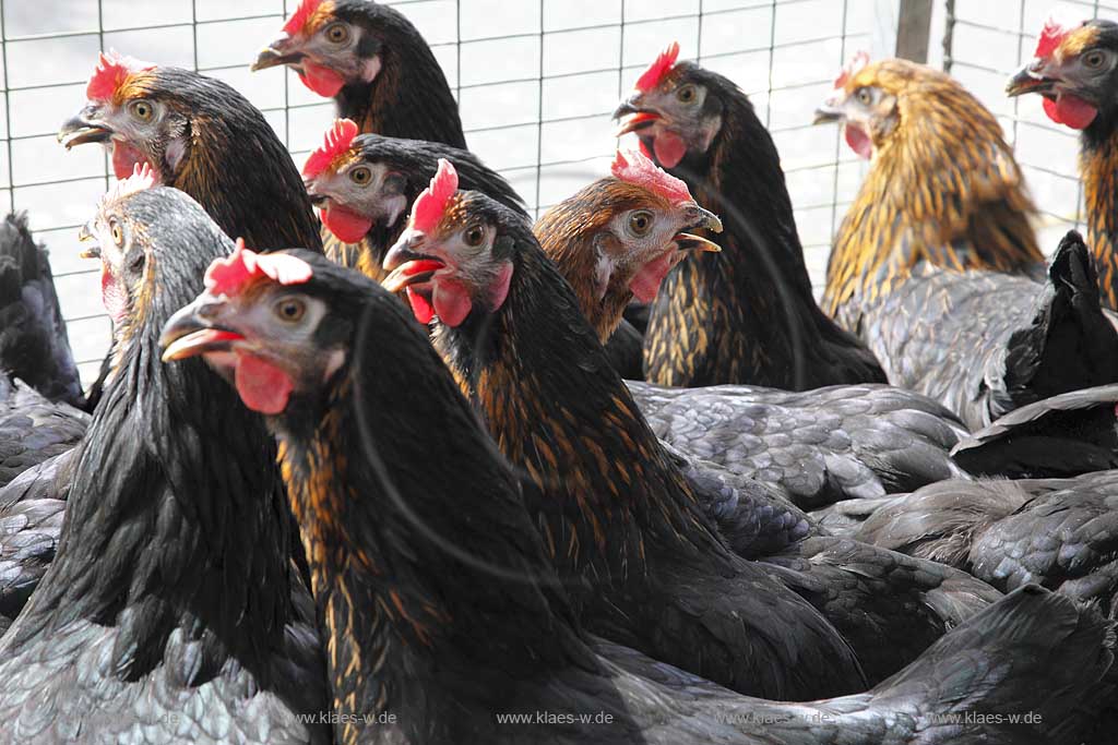 Waldbroel, Groesster, traditioneller Vieh und Krammmarkt Westdeutschlands, bestehend seid 1851, Drahtbox mit Huehnern; biggest traditonally cattle market of west germany since 1851, boxes of conductor with chickens