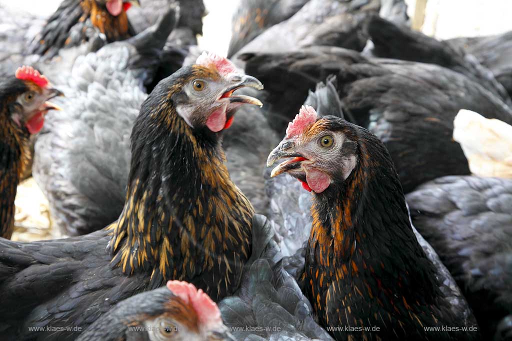 Waldbroel, Groesster, traditioneller Vieh und Krammmarkt Westdeutschlands, bestehend seid 1851, Drahtbox mit Huehnern; biggest traditonally cattle market of west germany since 1851, boxes of conductor with chickens